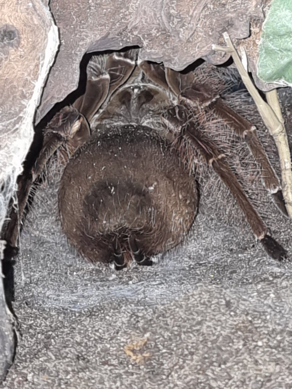 Theraphosa blondi AF