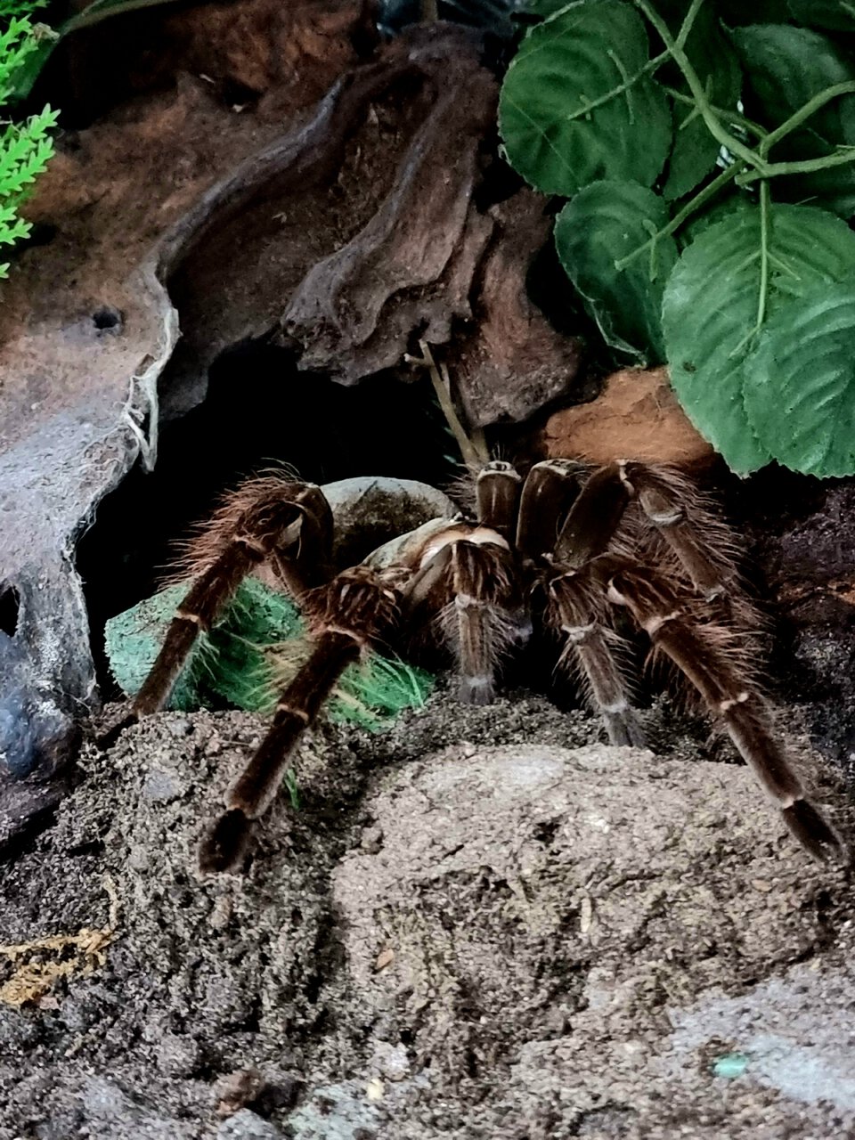 Theraphosa blondi (AF)