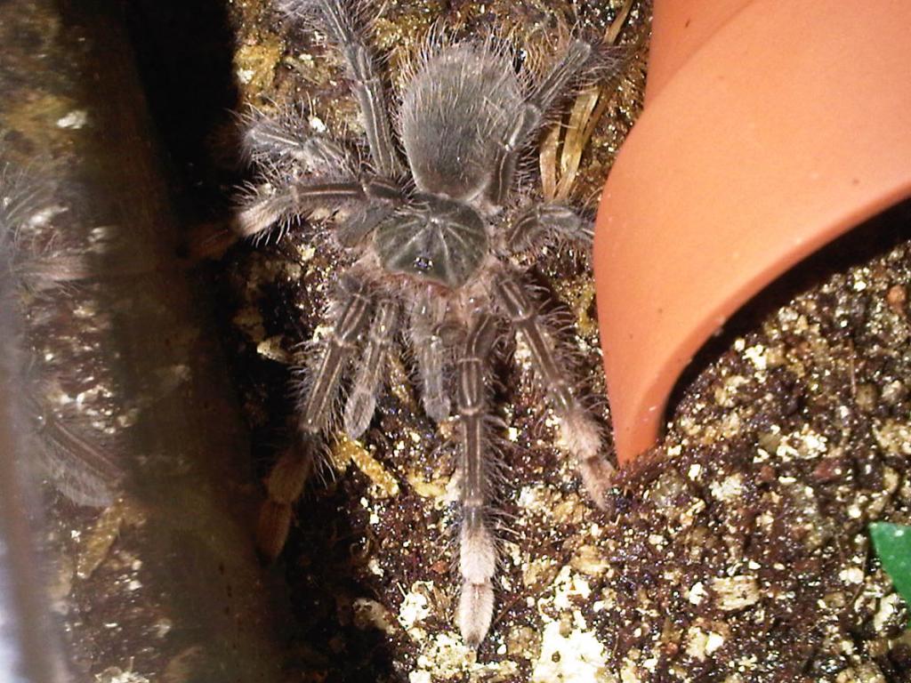 Theraphosa Blondi, (burgundy) 3"