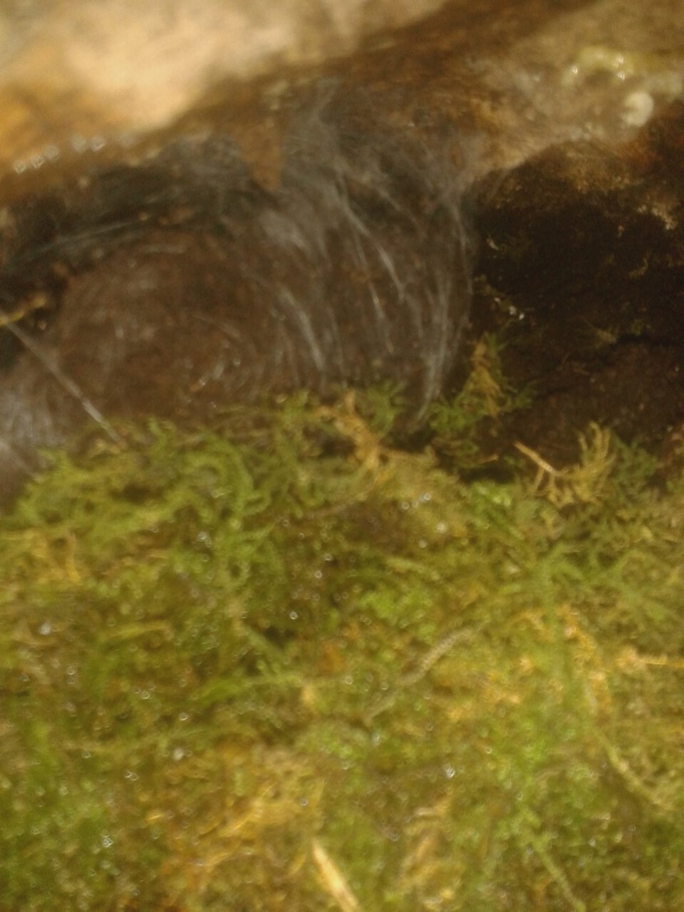 Theraphosa Blondi Egg Sac Construction [6/7]