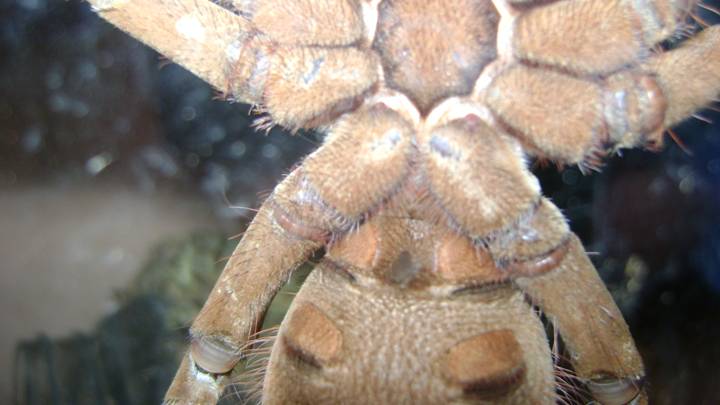 Theraphosa blondi f or m?