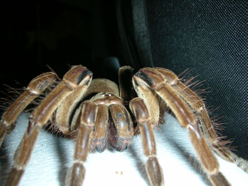 Theraphosa Blondi (F)