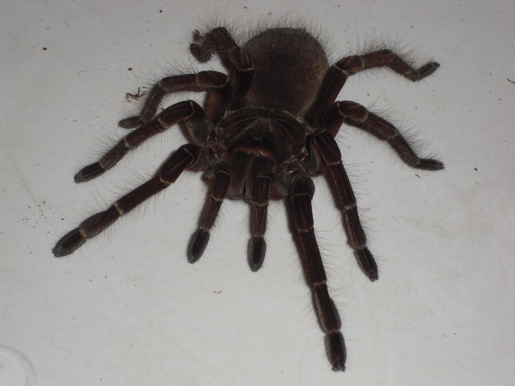 Theraphosa Blondi-female