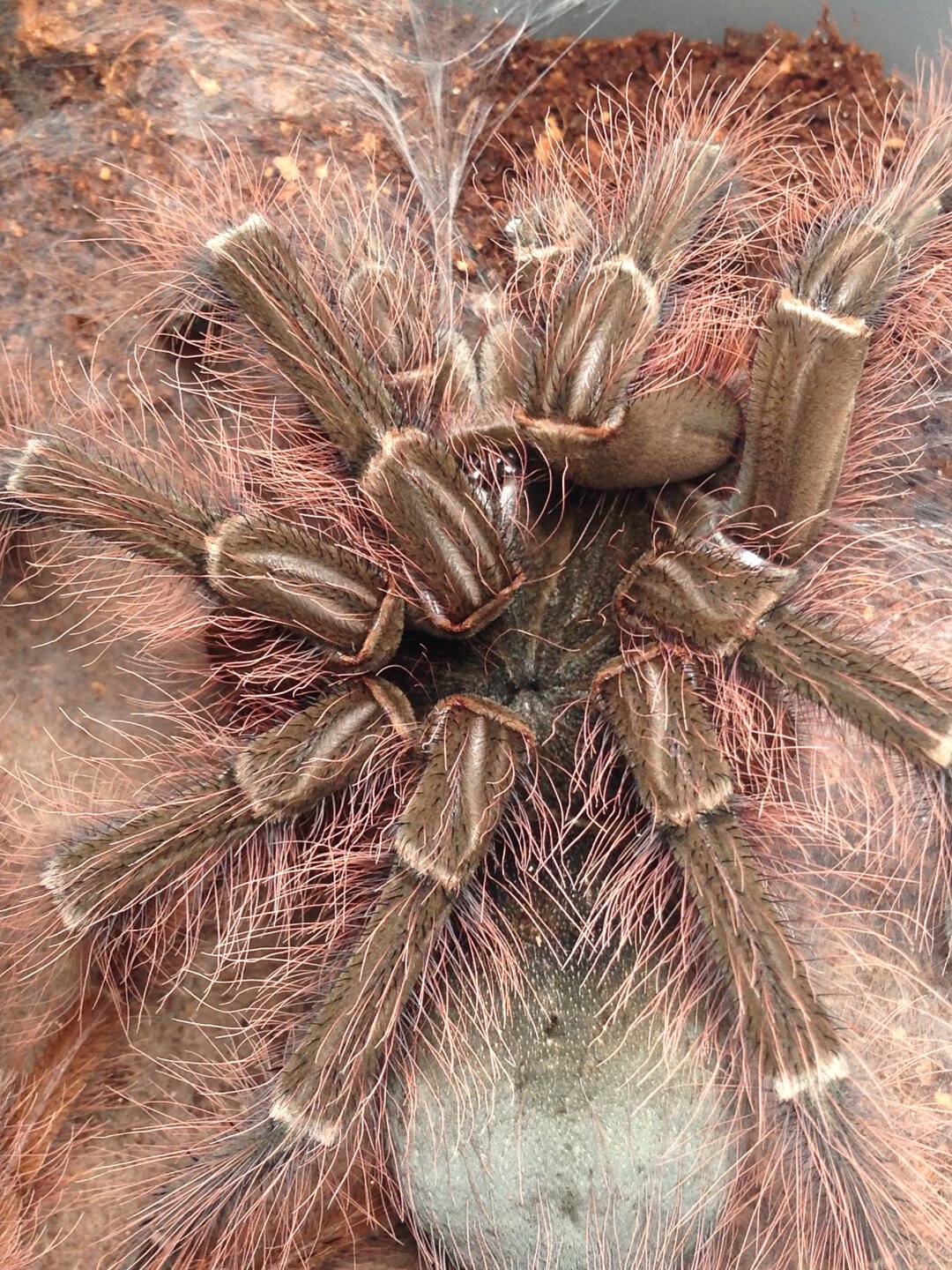 Theraphosa blondi Freshly Molted