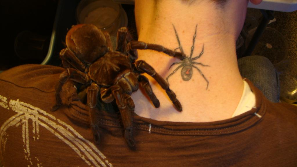 Theraphosa blondi 'Goliath Birdeater'