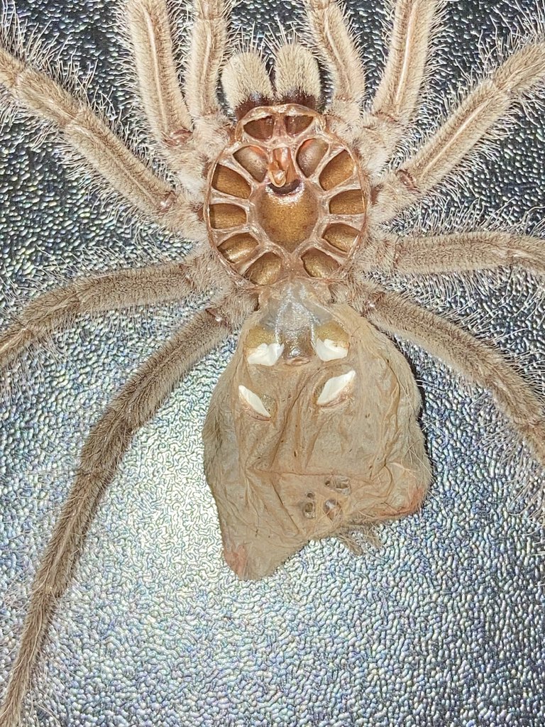 Theraphosa blondi Molt (3" DLS, 2/2)