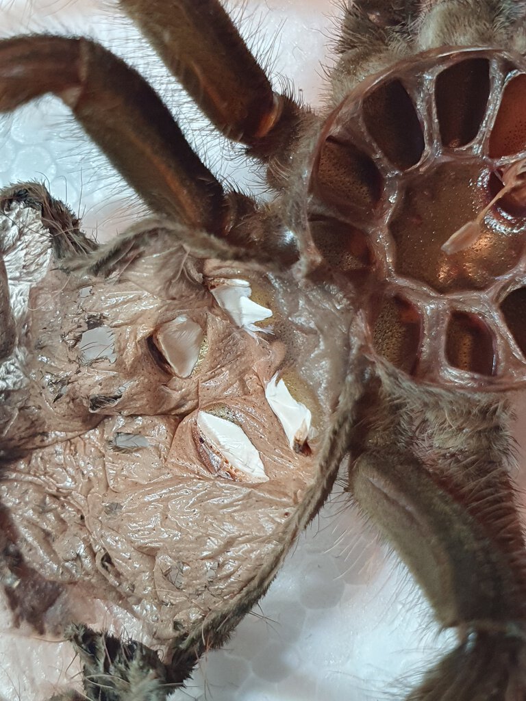 Theraphosa blondi [molt sexing]