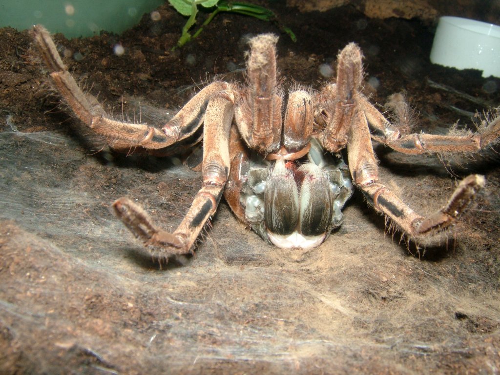 Theraphosa blondi moult