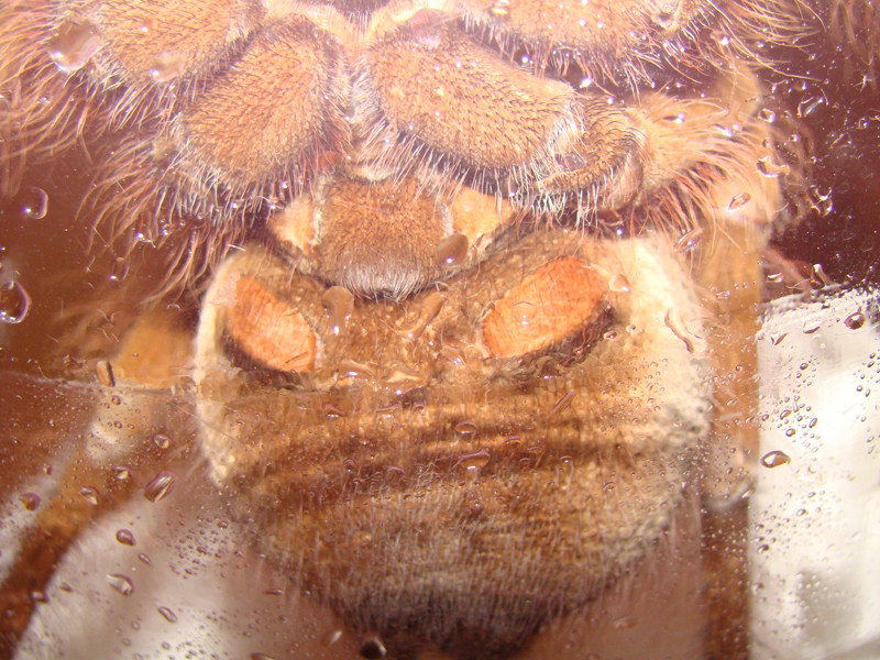 Theraphosa Blondi