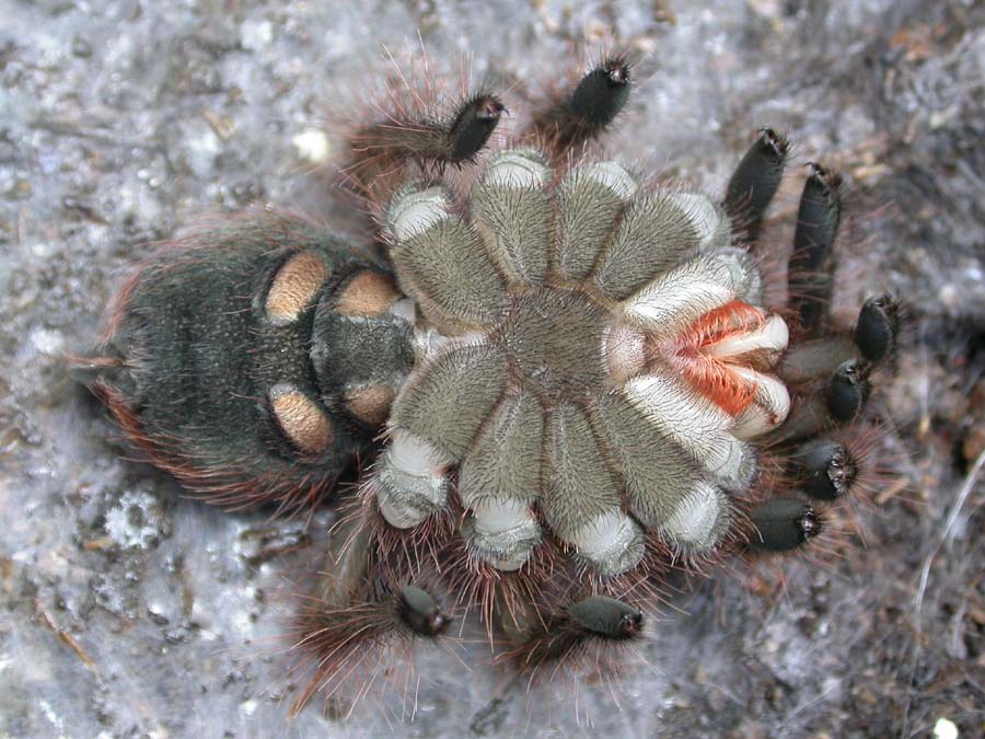 Theraphosa blondi