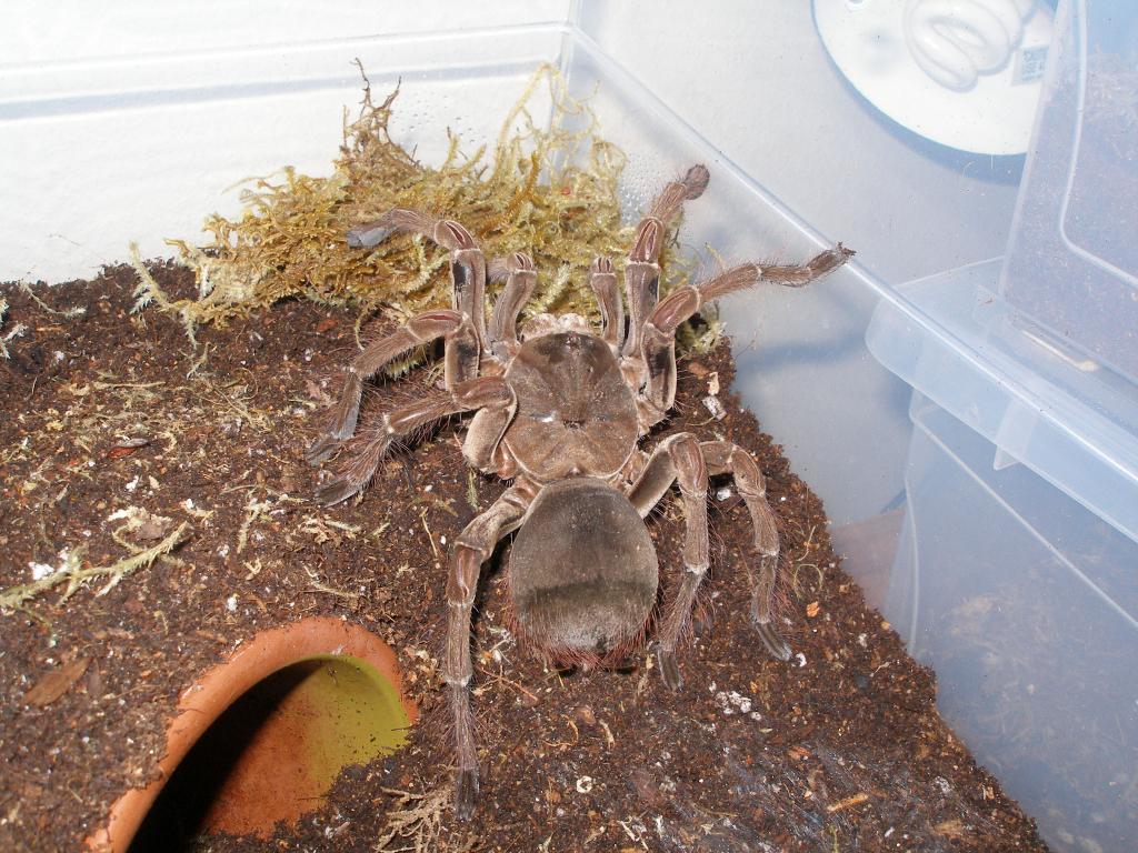 Theraphosa Blondi?