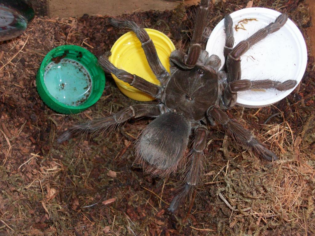 Theraphosa blondi?