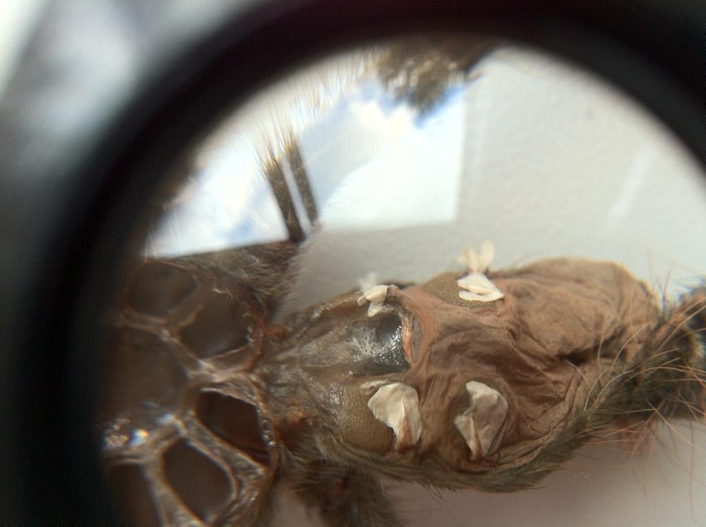 Theraphosa Blondi