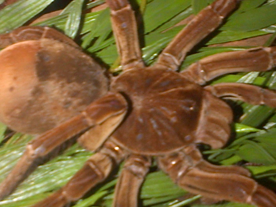 theraphosa blondi