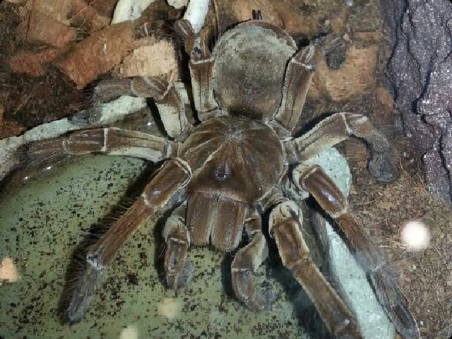 theraphosa blondi