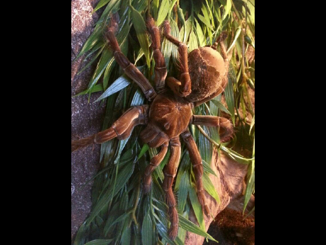 theraphosa blondi