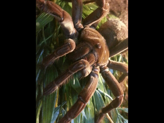 theraphosa blondi