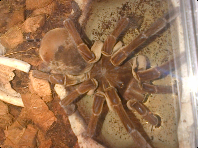 theraphosa blondi