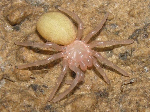 Theraphosa blondi