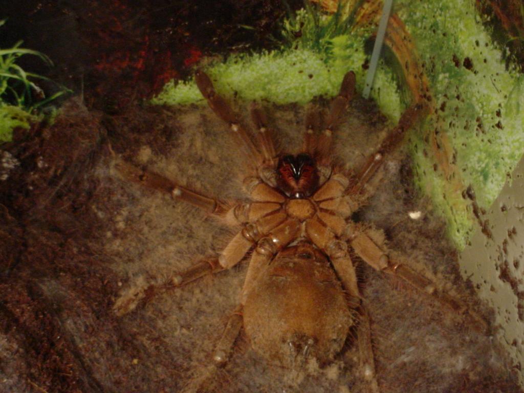 Theraphosa Blondi