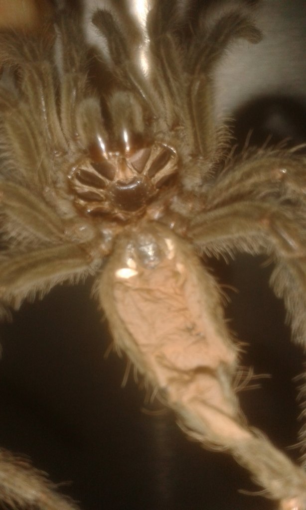 Theraphosa blondi