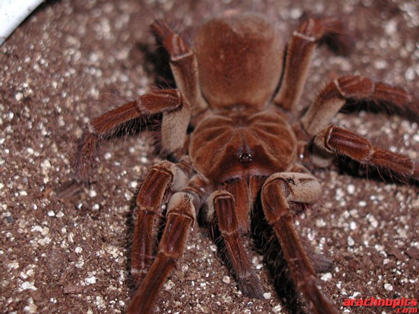 Theraphosa blondi