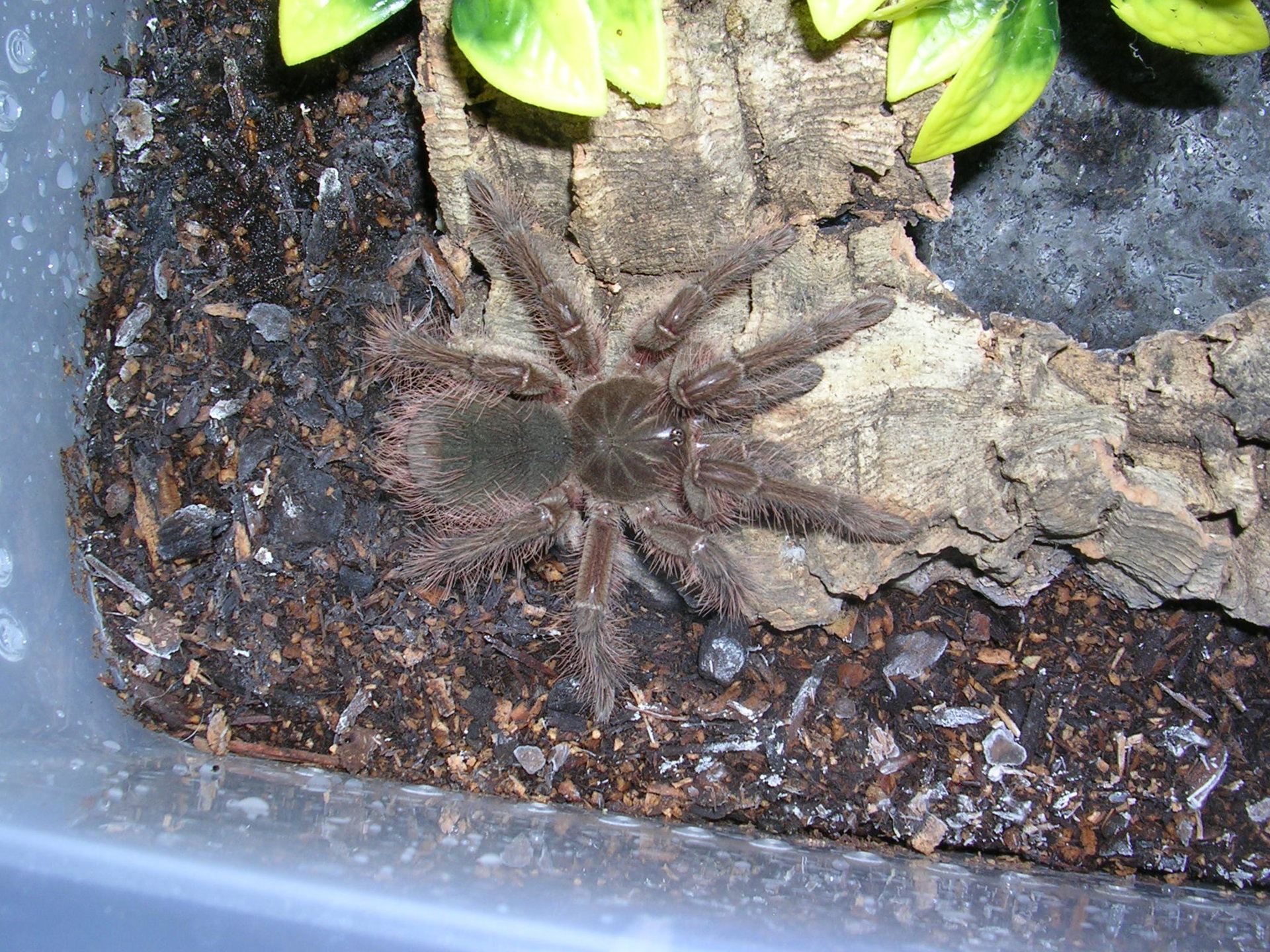 Theraphosa blondi