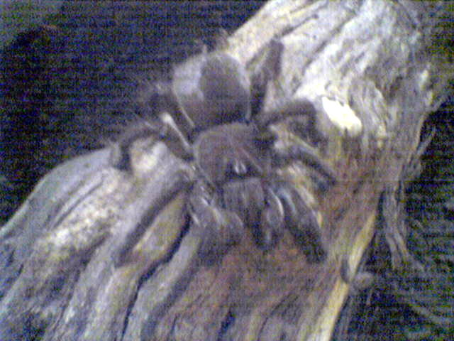 Theraphosa blondi