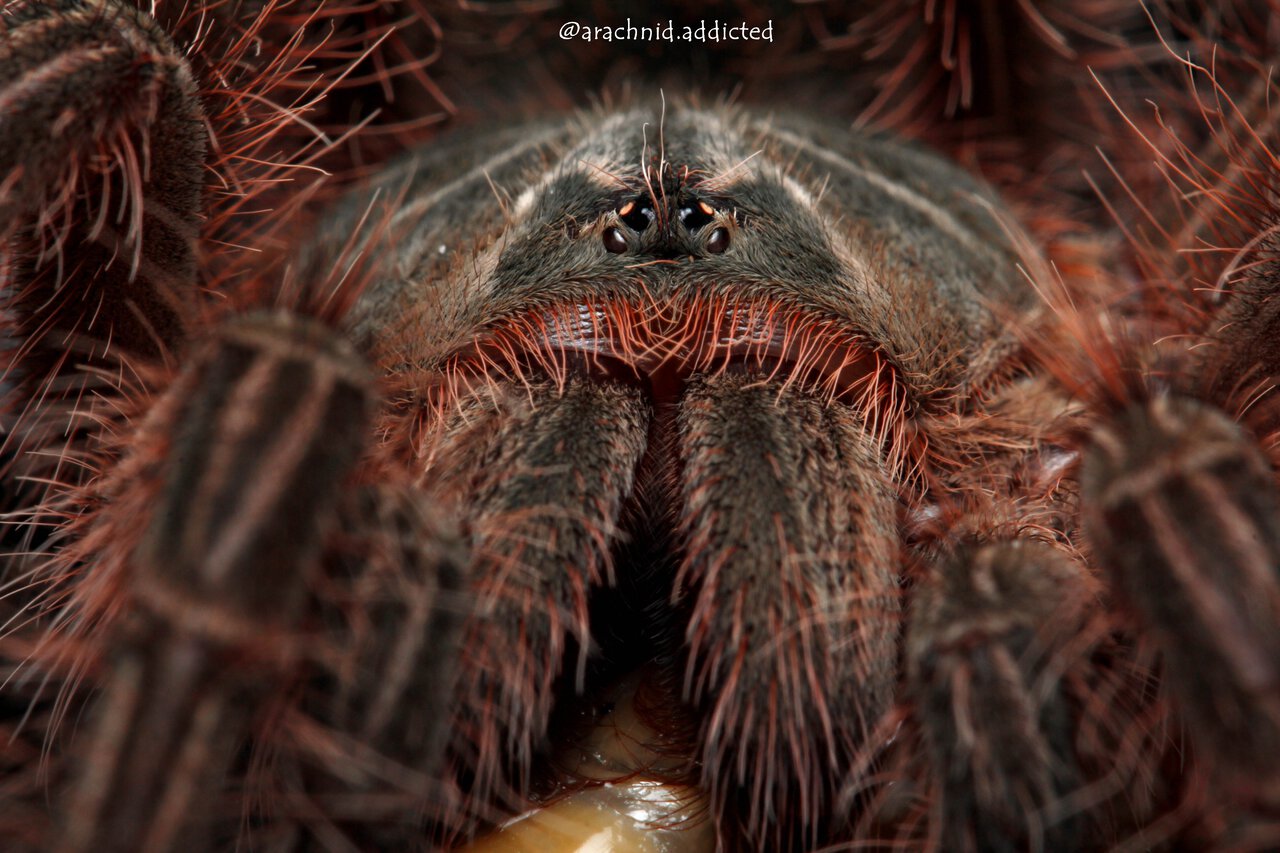 Theraphosa blondi.