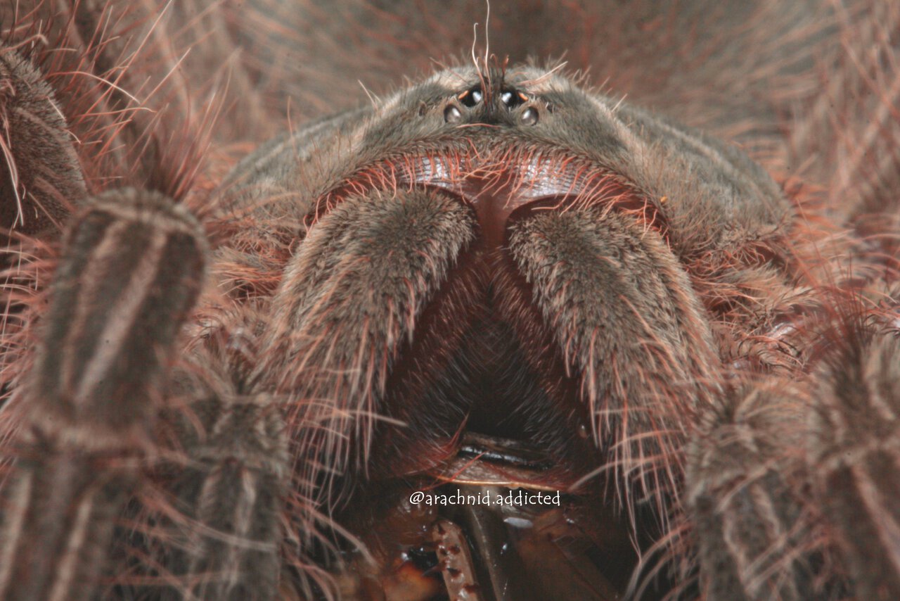 Theraphosa blondi.