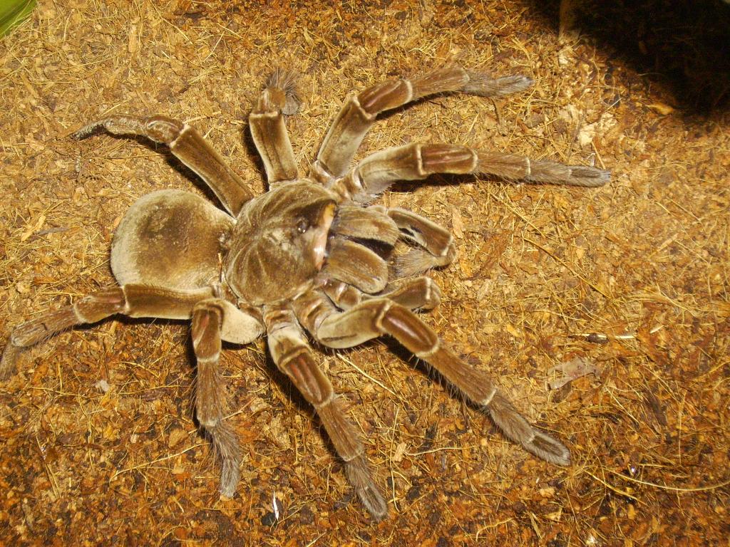 Theraphosa Blondi