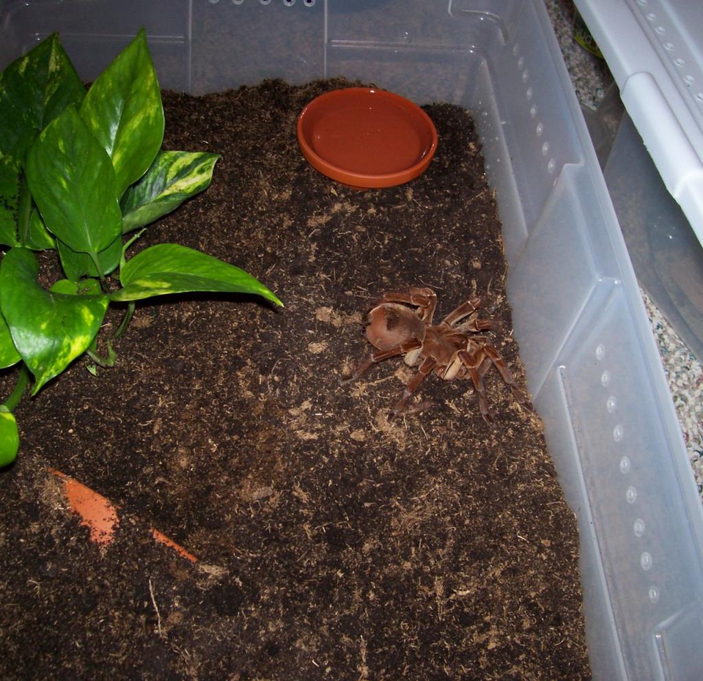 Theraphosa blondi