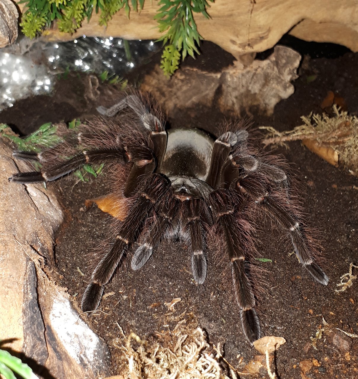 Theraphosa blondi