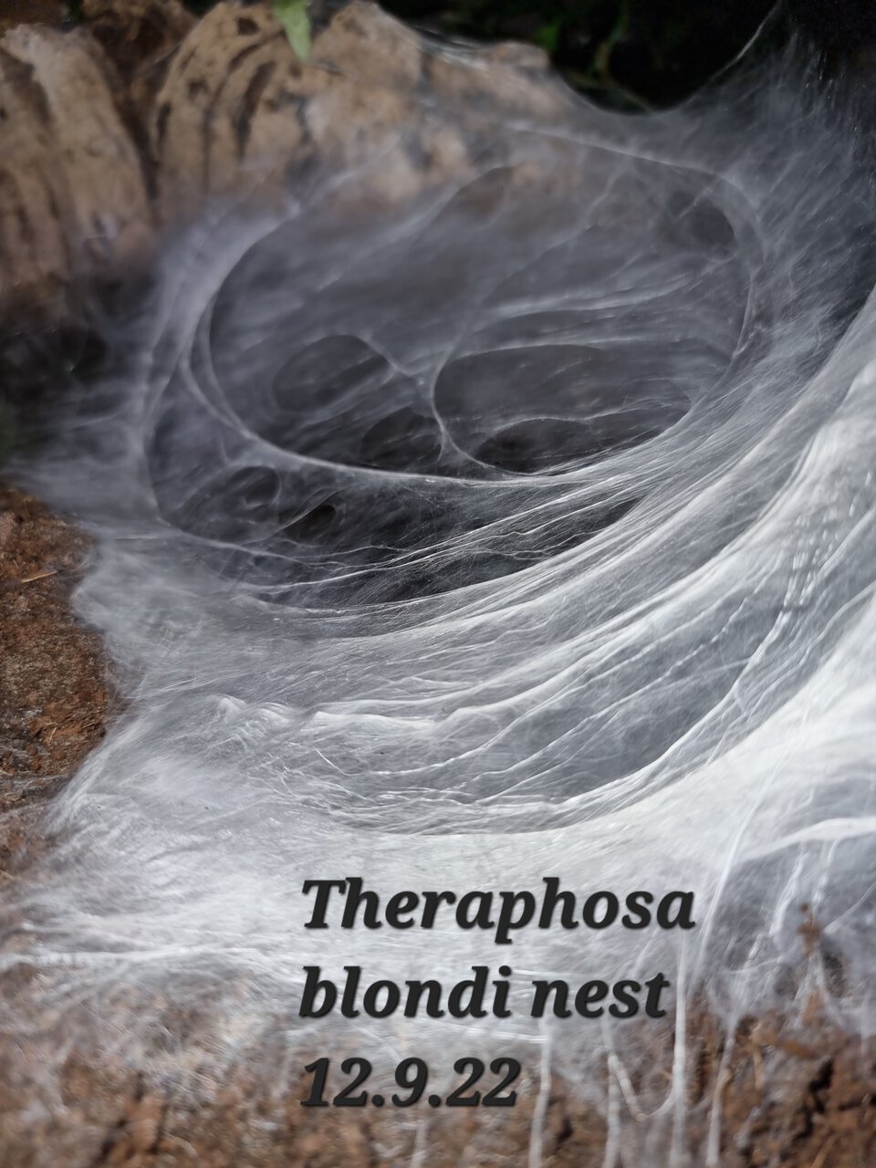 Theraphosa blondi