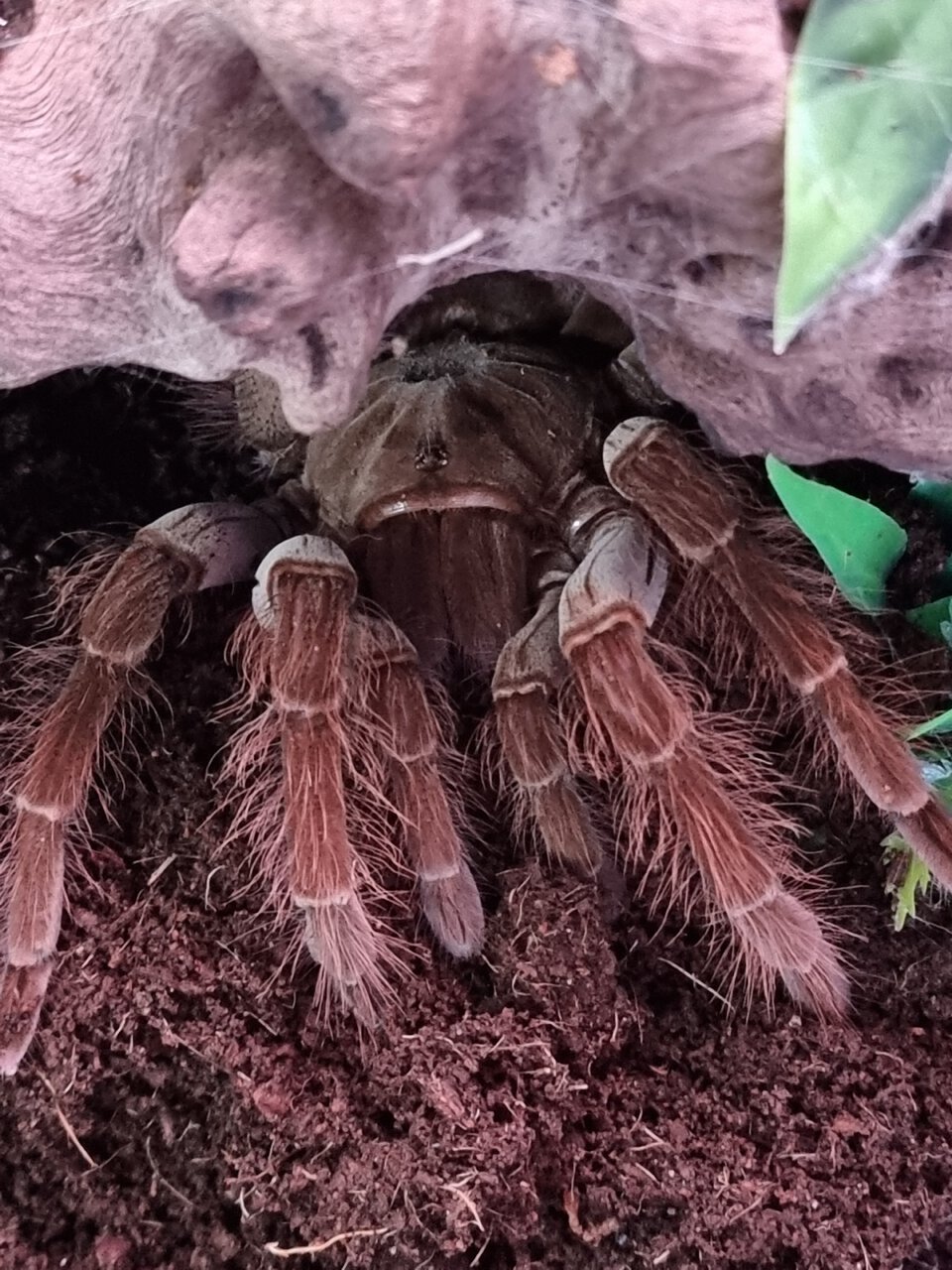 Theraphosa blondi