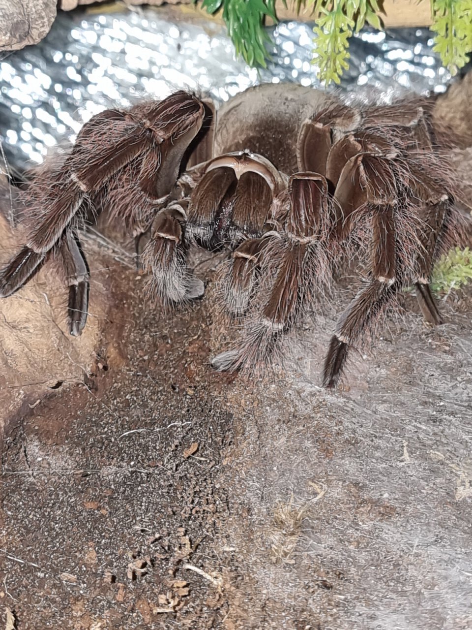 Theraphosa blondi