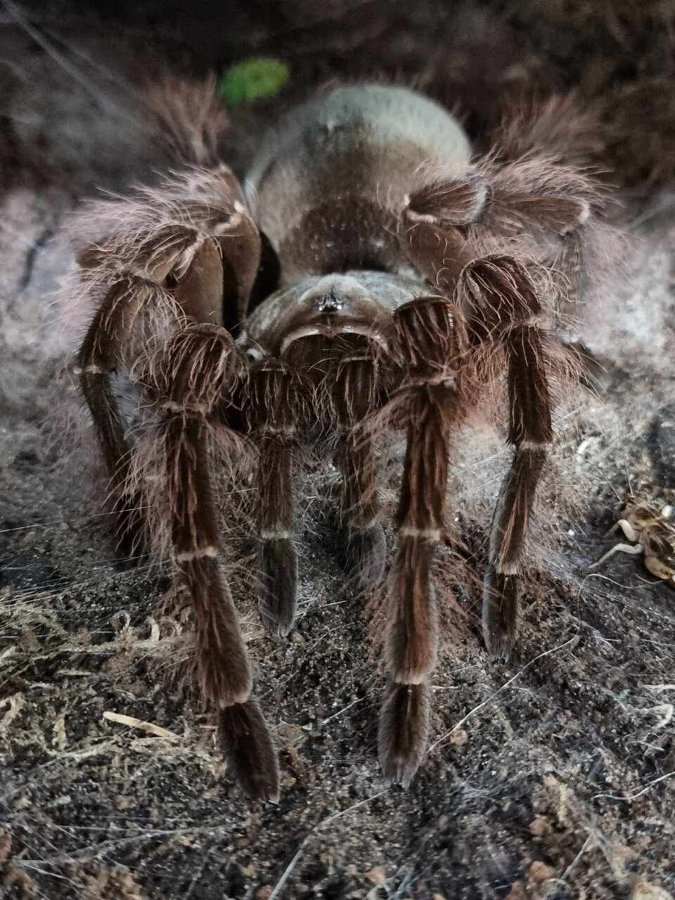 Theraphosa blondi