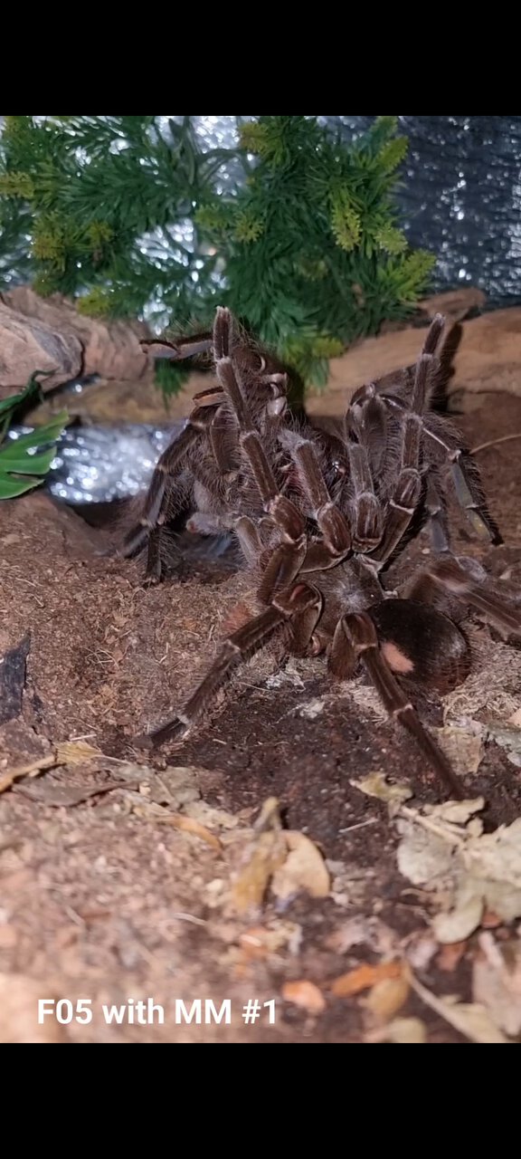 Theraphosa blondi