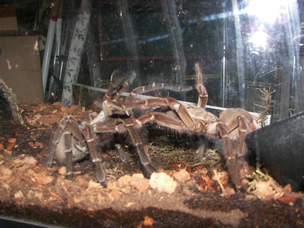 Theraphosa blondi