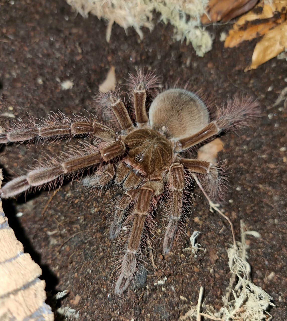 Theraphosa blondi