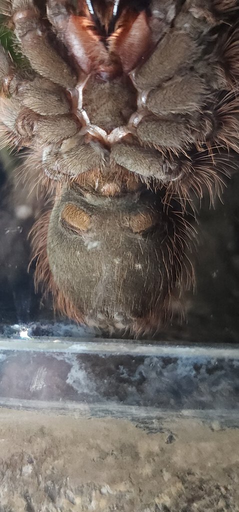 Theraphosa Blondi