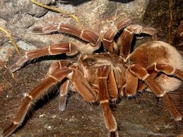 theraphosa blondi2