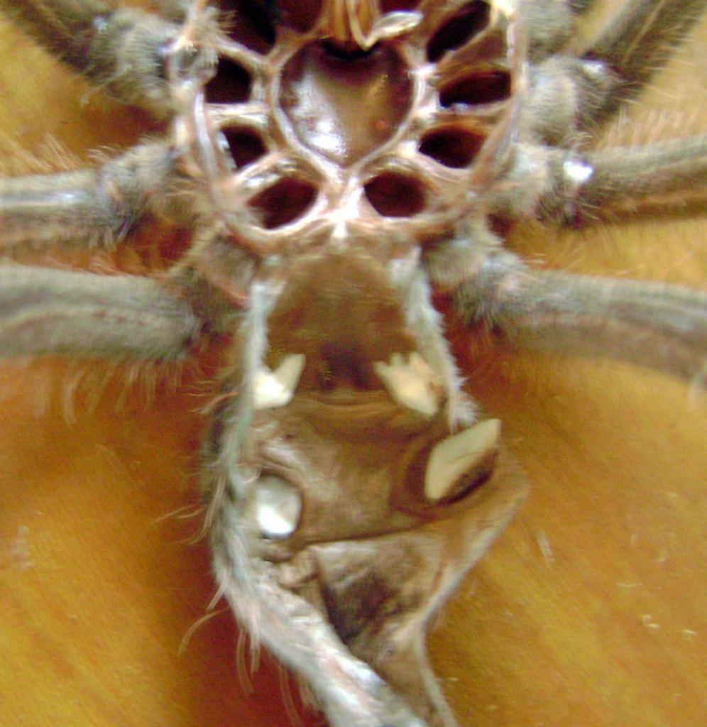 Theraphosa Bloni juvie