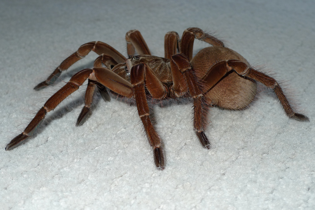 Theraphosa female