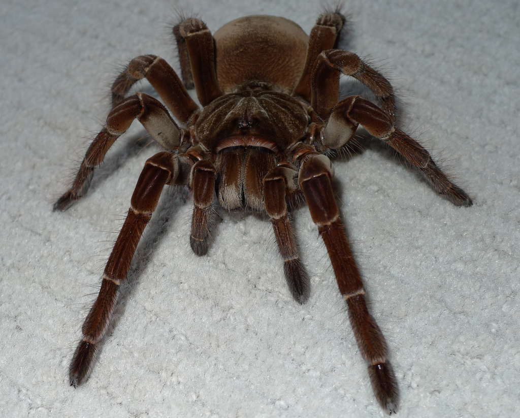 Theraphosa female