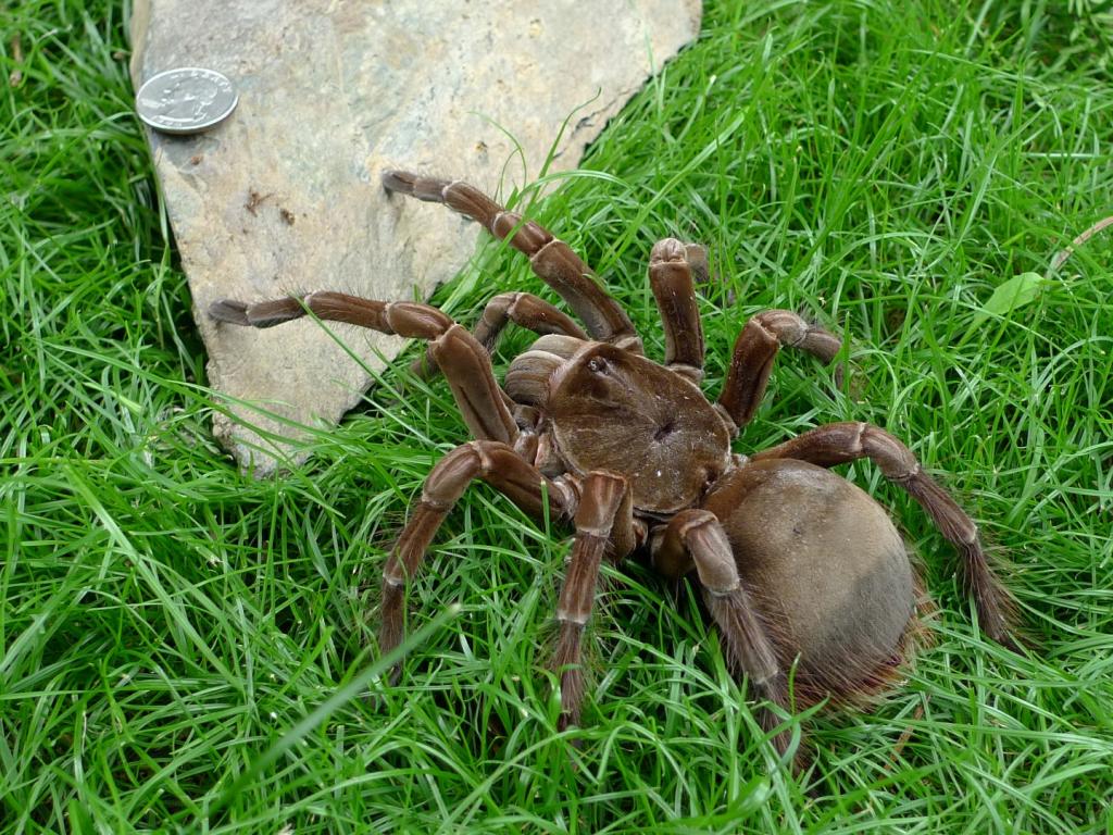 Theraphosa female