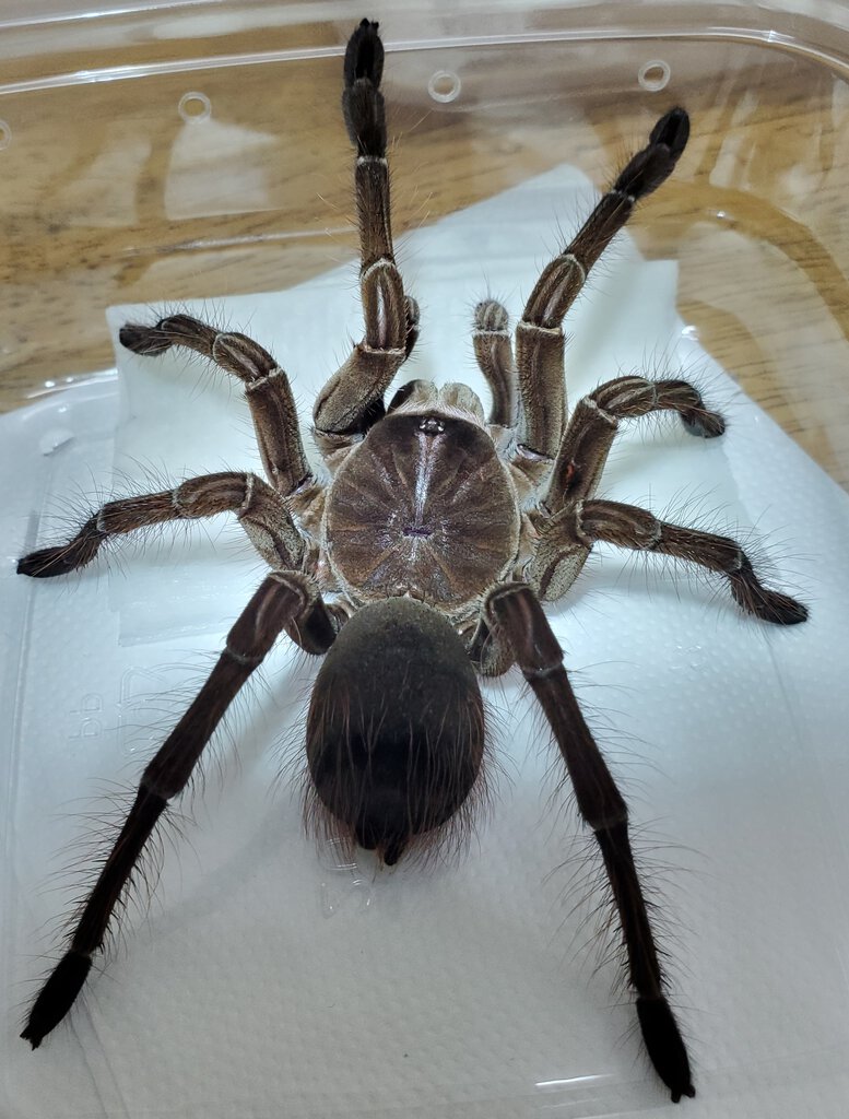 Theraphosa.jpg