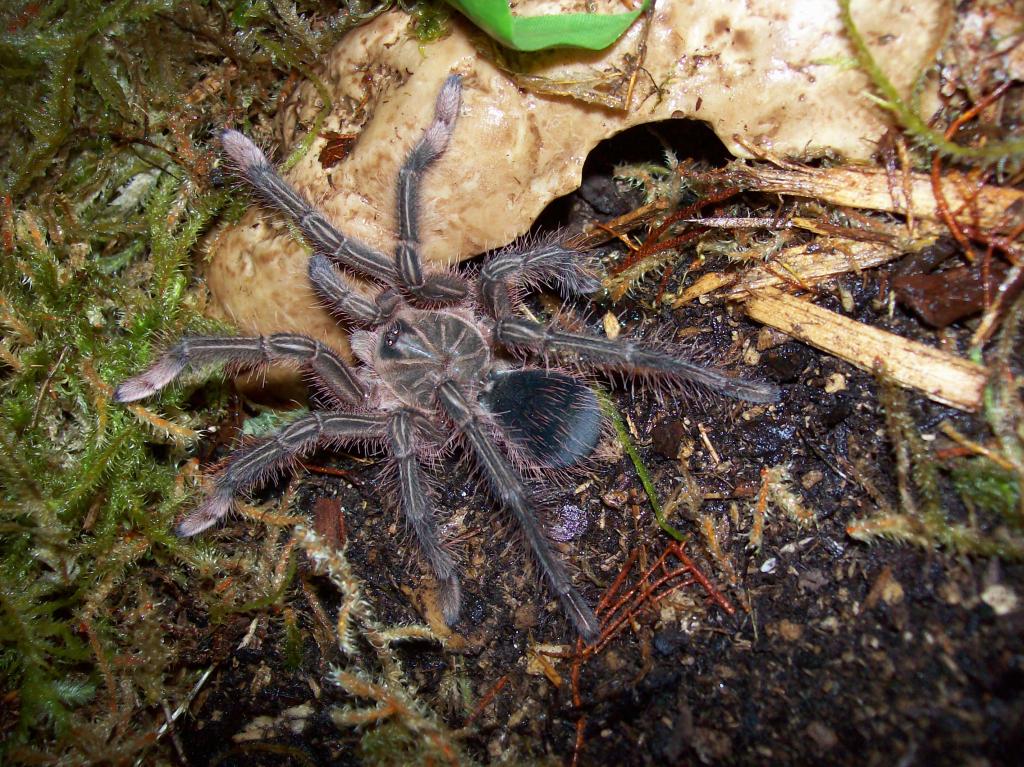 Theraphosa sp. (burgundy)