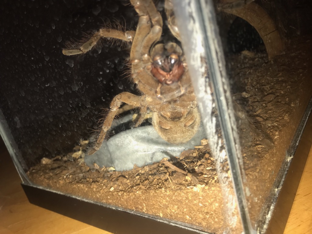 Theraphosa sp ventral ID