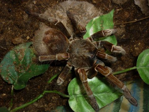 Theraphosa Spinipes Adult Female